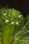 American featherfoil