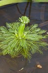 American featherfoil