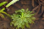 American featherfoil