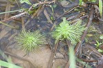 American featherfoil