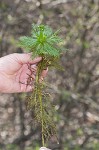 American featherfoil