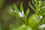 American featherfoil