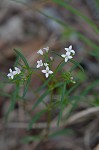 Longleaf summer bluet