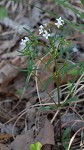 Longleaf summer bluet