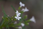 Longleaf summer bluet