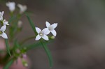 Longleaf summer bluet