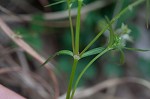 Longleaf summer bluet