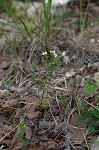 Longleaf summer bluet