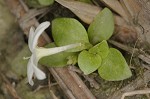 Innocence <BR>Roundleaf bluet