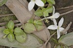 Innocence <BR>Roundleaf bluet