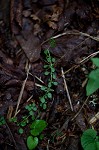 Thymeleaf bluet