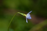 Thymeleaf bluet