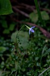 Thymeleaf bluet