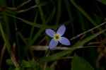 Thymeleaf bluet