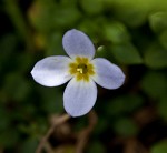 Thymeleaf bluet