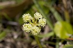 Largeleaf marshpennywort