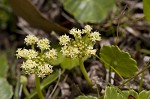 Largeleaf marshpennywort