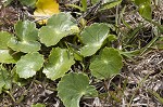 Largeleaf marshpennywort