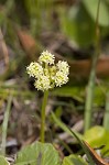 Largeleaf marshpennywort