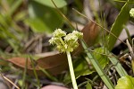 Largeleaf marshpennywort