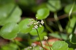 Manyflower marshpennywort