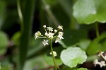 Manyflower marshpennywort