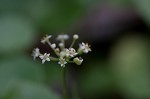 Manyflower marshpennywort