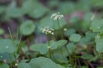 Manyflower marshpennywort