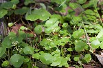 Manyflower marshpennywort