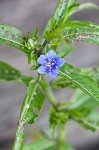 Oneflower false fiddlehead