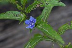 Oneflower false fiddlehead