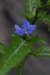 Oneflower false fiddlehead