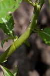 Oneflower false fiddlehead