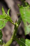 Oneflower false fiddlehead