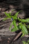 Oneflower false fiddlehead