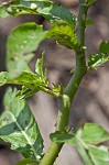 Oneflower false fiddlehead