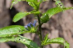 Oneflower false fiddlehead