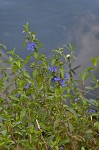 Oneflower false fiddlehead