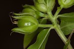 Oneflower false fiddlehead