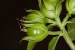 Oneflower false fiddlehead