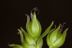 Oneflower false fiddlehead