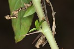 Oneflower false fiddlehead