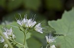 Bluntleaf waterleaf