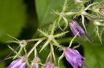 Eastern waterleaf