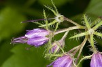 Eastern waterleaf