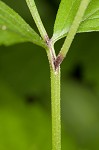 Eastern waterleaf