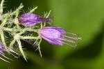 Eastern waterleaf