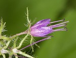 Eastern waterleaf