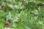 Eastern waterleaf