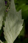 Eastern waterleaf